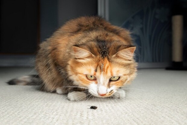 虫を見つめる猫