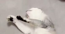 撫でるのをやめたのに、『余韻』が残っていたようで…猫が見せた『可愛すぎる行動』に悶絶の声「ハートを撃ち抜かれた」「たまらん」と２万いいね