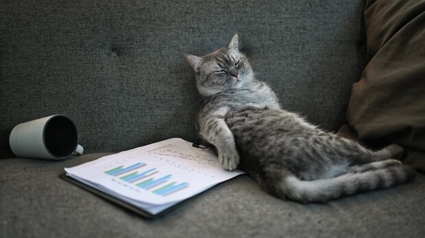 ソファで寝る猫