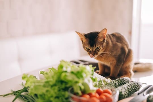 猫に食べさせてはいけない『危険な野菜』4選　命に関わる理由や誤飲時に取るべき対処法