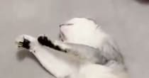 撫でるのをやめたのに、『余韻』が残っていたようで…猫が見せた『可愛すぎる行動』に悶絶の声「ハートを撃ち抜かれた」「たまらん」と２万いいね