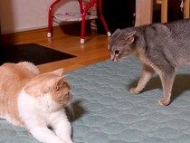 深夜にスイッチが入った猫→同居猫にちょっかいをかけていたら…思わず笑ってしまう『想定外の展開』が12万再生「後ずさるの笑ったｗｗｗ」