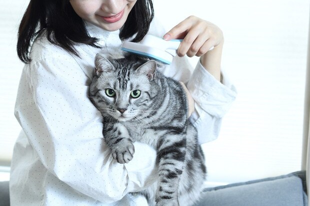 飼い主にブラッシングしてもらうアメショ