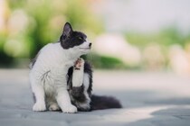人間にうつる猫の皮膚病『疥癬』とは？原因や症状から治療法まで解説