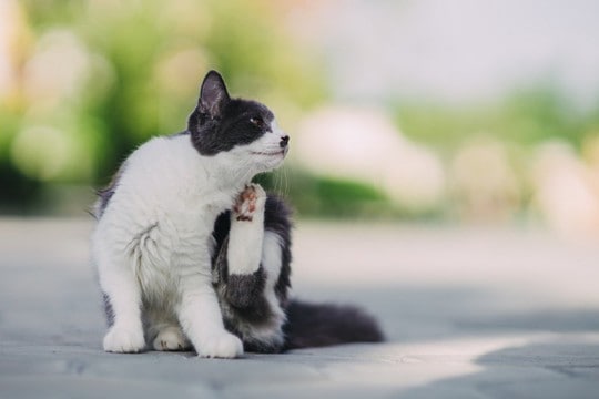 人間にうつる猫の皮膚病『疥癬』とは？原因や症状から治療法まで解説