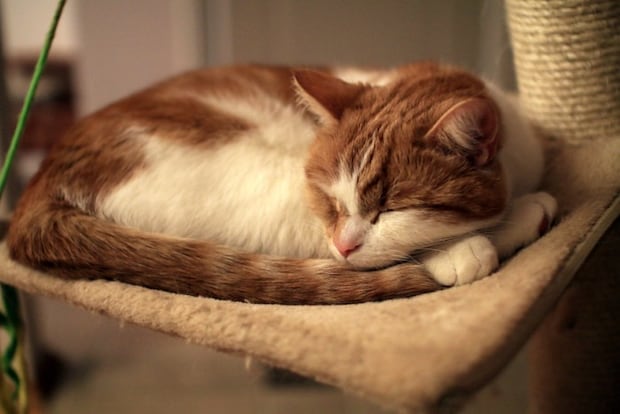 眠る猫