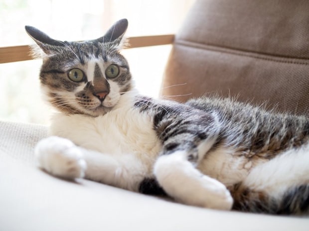 イカ耳猫