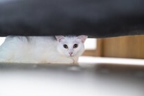 猫が『不安な気持ち』になっているときのサイン5つ　考えられる原因や落ち着かせるコツも