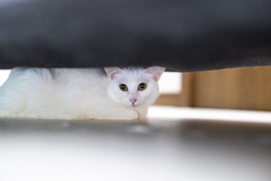 猫が『不安な気持ち』になっているときのサイン5つ　考えられる原因や落ち着かせるコツも