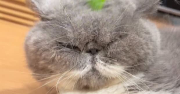 頭をブラッシングされる猫→『ふわふわの毛』が抜けて…まさかの光景に「めちゃめちゃ笑った」「ぬいぐるみかと思ったｗ」と癒される人が続出