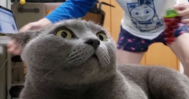 パパに『ウザ絡み』される凶暴猫→我慢の限界に達した結果…爆笑必至の『成敗っぷり』が67万再生「普通なら逃げるのにｗ」「もう勘弁してｗ」