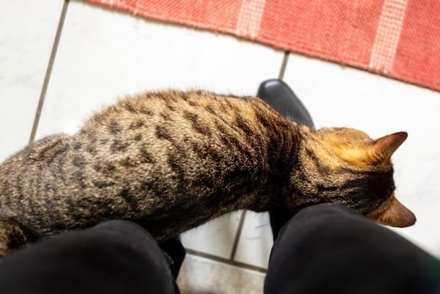 足元でスリスリする猫