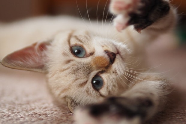 寝転んで甘える猫