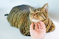 猫が見せる『あなたへの愛情度』を示す5つのサイン　見逃しがちな行動の意味や絆を深めるコツも解説