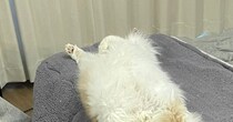 いつもは机の上に乗らない猫→入りやすいように『こたつの布団』を開けておいたら…まさかの瞬間に爆笑「頭いいなぁｗ」「敷物かと思ったｗ」