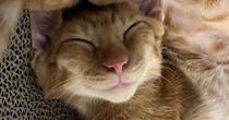 幸せそうに眠る茶トラ猫→にっこり表情がかわいいと思ったら…二度見必至の『まさかのポーズ』に「軟体動物すぎる」「苦しくないのかなｗ」の声