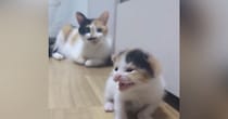 目が開いたばかりの『よちよち歩きの子猫』→不安そうに鳴き始めると、母猫が…ほっこりする光景が82万再生「同じ柄ｗ」「可愛すぎて感動」