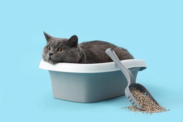 トイレの中で縁に顎を乗せる猫