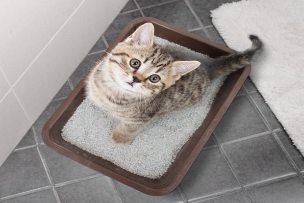 トイレから上を見る子猫