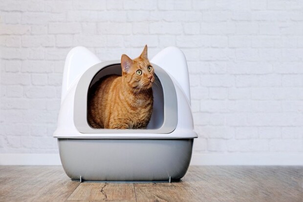 ドーム型トイレから顔を出す猫