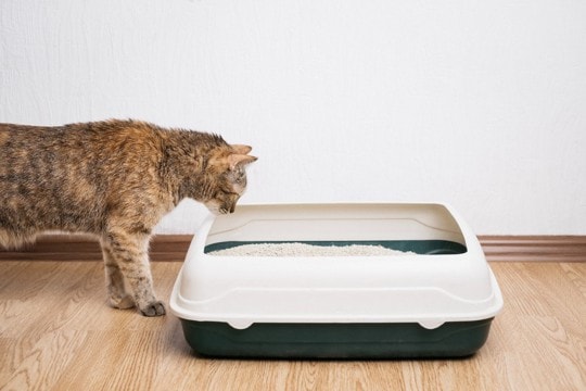 猫が『便秘』になっているときのサイン3つ　注意すべきリスクや適切な対処法も解説