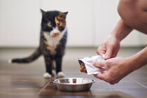 猫が『ご飯の好き嫌い』をしているときの対策法5選　偏食になる理由や健康を守るためのポイントまで