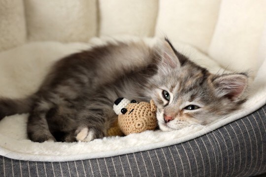 猫にとって『環境の変化』が負担になる理由4つ 起こりうるトラブルや慣れてもらうための工夫