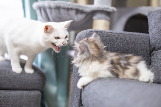 猫を新たに迎えるときにすべき『先住猫のケア』6選　仲良くしてもらうために欠かせない配慮とは