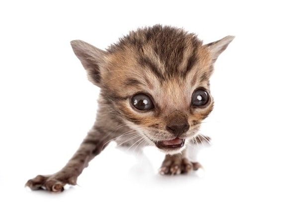 子猫