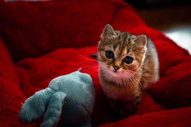 ドワーフィズムの猫