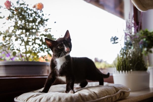 黒猫