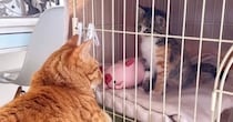 保護された『新入り子猫』に先住猫が見せた『優しすぎる対応』…あまりにも尊い光景に感動の声「素敵なイケにゃん」「愛されて育ったからだね」