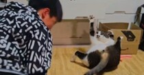 息子が投げたボールを全然取れなかった猫→特訓を続けていると…59万再生された『尊いやり取り』に「最後の顔が可愛すぎ」「ニヤニヤしたｗ」