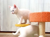 生後39日の子猫たち→遊んでいる様子を見ていると…まるで早送りのような『素早い動き』に反響「可愛くて笑った」「立派に成長したねｗ」