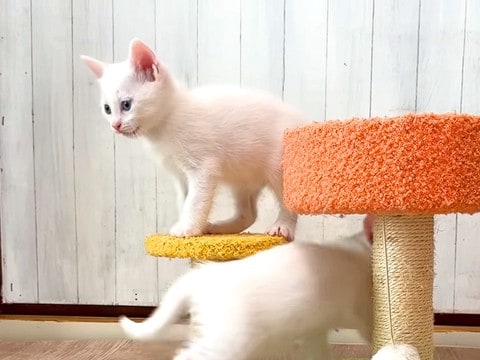 生後39日の子猫たち→遊んでいる様子を見ていると…まるで早送りのような『素早い動き』に反響「可愛くて笑った」「立派に成長したねｗ」