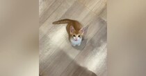 台所に立っていると、いつも近くにやって来る子猫…『かわいすぎる行動』に笑ってしまう人が続出「そばにいたいんだねｗ」「甘えん坊で可愛い」