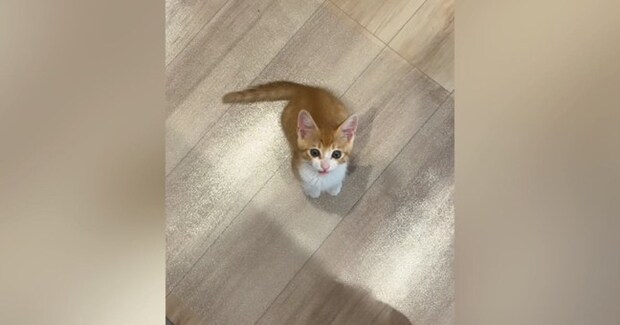 台所に立っていると、いつも近くにやって来る子猫…『かわいすぎる行動』に笑ってしまう人が続出「そばにいたいんだねw」「甘えん坊で可愛い」