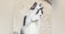 家猫になって手に入れた『穏やかな居場所』…元野良猫が過ごす何気ない一日が24万再生「すっかり家猫ちゃんｗ」「大切にされているのが分かる」