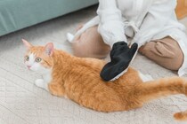 猫の『毛並みが悪くなった』ときの原因3つ　お手入れのポイントや改善策まで解説