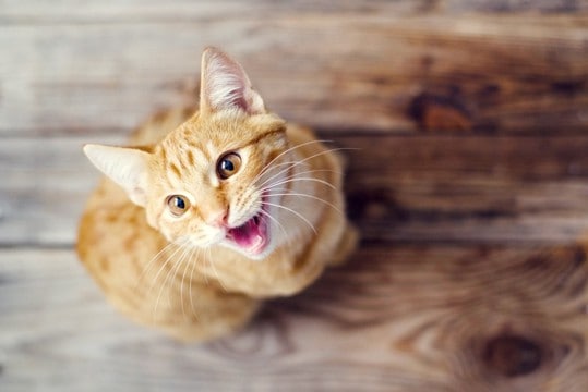 猫が『要求鳴き』をしてくるときの原因5つ　鳴き方の特徴から正しい対処法まで