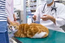 猫が通う『動物病院』を選ぶポイント3つ　チェックすべき条件や良い病院の見分け方