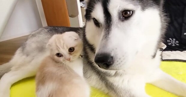 散歩に行こうと思ったら…ハスキー犬のそばから『全然離れない子猫』が可愛すぎると39万再生「一緒に連れていきたいねｗ」「幸せをありがとう」