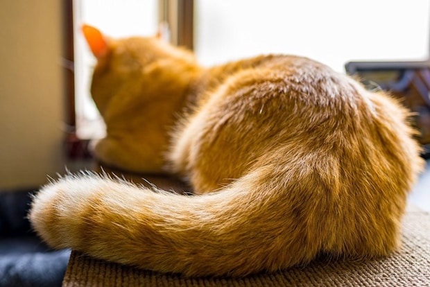 後ろ向きの窓辺の猫