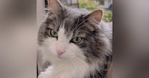 妹が撮ると『クールな印象の猫』→姉が撮影すると…同じ猫とは思えない『驚きの変化』に９万いいね「どちらも素敵」「わかりやすいｗ」と話題