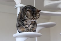 猫を『落ち込ませてしまう』飼い主のNG行為5つ　見直すべき理由から適切な接し方まで