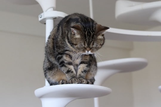 猫を『落ち込ませてしまう』飼い主のNG行為5つ 見直すべき理由から適切な接し方まで