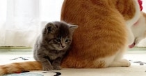 先住猫のことが大好きになった保護子猫…ぴったりとくっつき続ける『尊い光景』が179万再生「健気で可愛すぎる」「本当に離れないｗ」