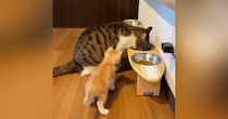 同居猫よりも小さかった『茶トラの子猫』→すくすくと成長した結果…現在の『衝撃の光景』が100万表示「大きくなりすぎｗ」「でっっっっか」