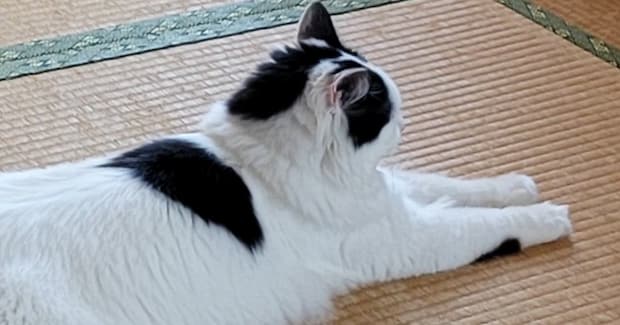 暑い日、畳でくつろいでいた猫→『後ろ足』を見ると……『まさかの体勢』が可愛すぎると２万いいね「猫の開きｗ」「なんて格好してるのｗ」