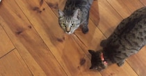 普段と様子が違う兄弟猫→なんだろうと思っていたら、『足』に……『衝撃の瞬間』が34万再生「危機を救った賢い子たち」「ビックリだね」